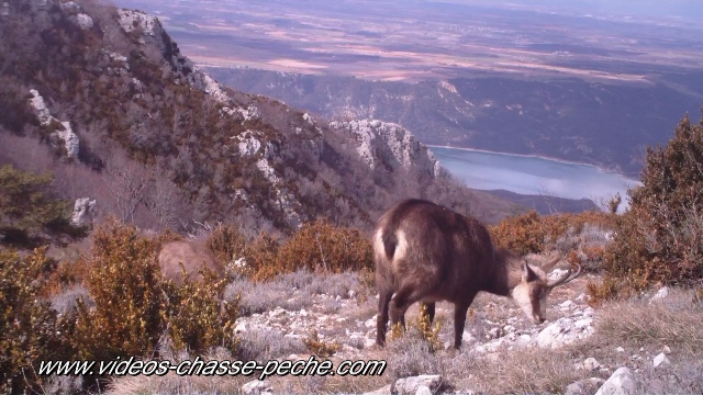 chamois